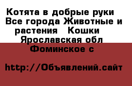 Котята в добрые руки - Все города Животные и растения » Кошки   . Ярославская обл.,Фоминское с.